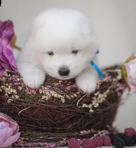 meraviglioso regalo di samoiedo  cuccioli di samoeido di ottima genealogia, già vaccinati, sverminat