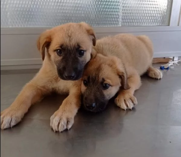 viola e violino cuccioli meticci in adozione  | Foto 1