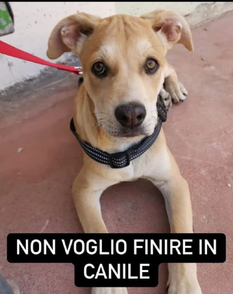 Marley bellissimo cucciolo in adozione 