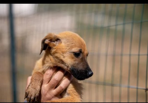 Mandorla cucciola taglia piccola in adozione  | Foto 0