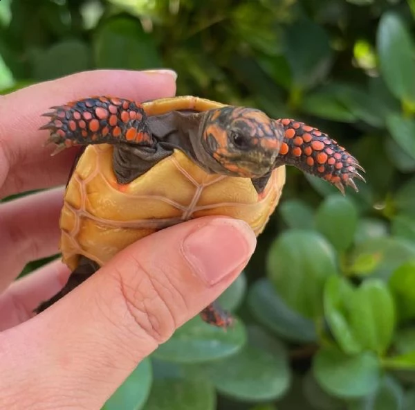 baby tortoise