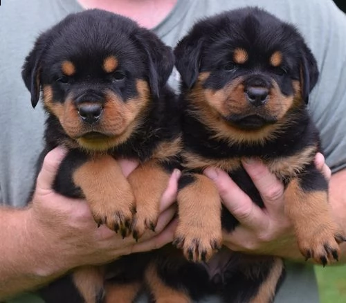 adorabili cuccioli di rottweiler femminucce e maschietti disponibili per l'adozione gratuita i cucci