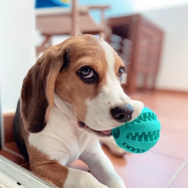 regalo cuccioli dolce e bella beagle stiamo dando questi nostri cuccioli sani maschi e femmine in un