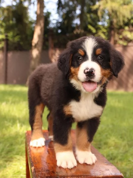 cuccioli bovaro del bernese | Foto 3