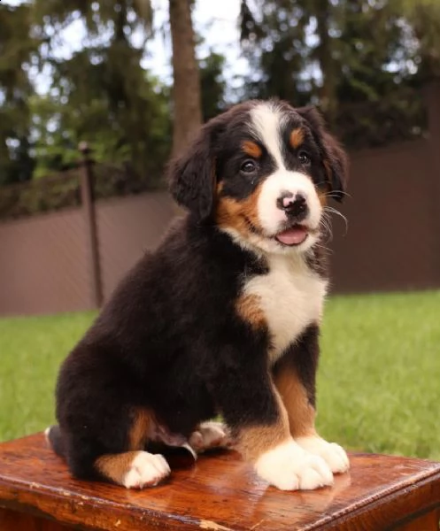 cuccioli bovaro del bernese | Foto 1