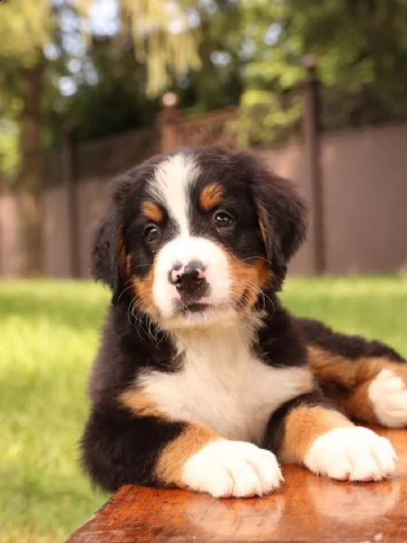 cuccioli bovaro del bernese | Foto 0