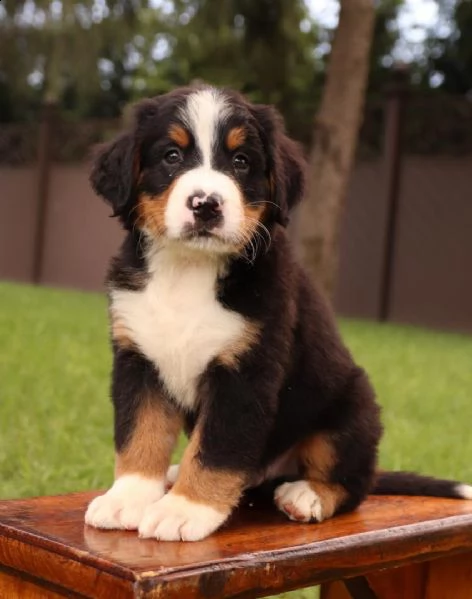 cuccioli bovaro del bernese