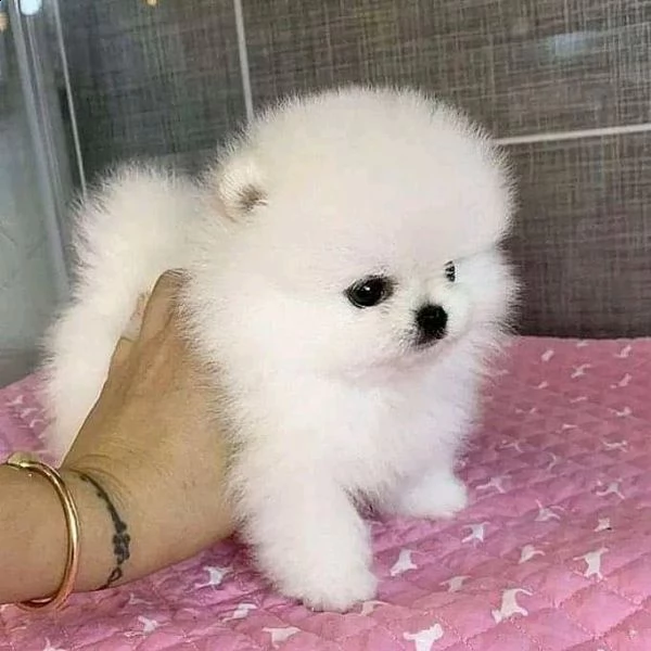 cuccioli di spitz di pomerania