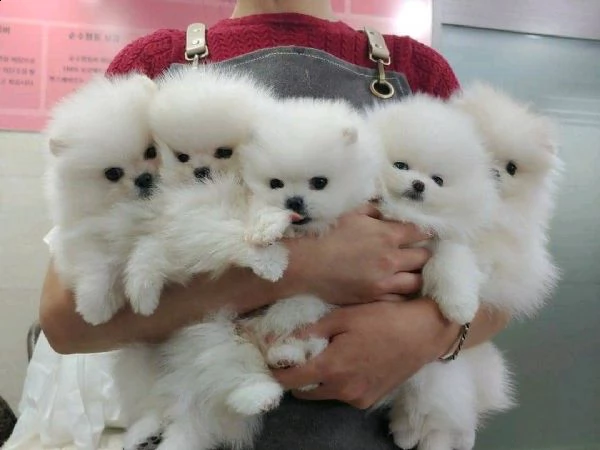 cucciolo di spitz nano di pomerania