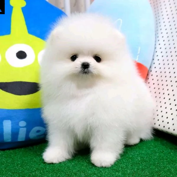 cucciolo di pomerania di piccola taglia