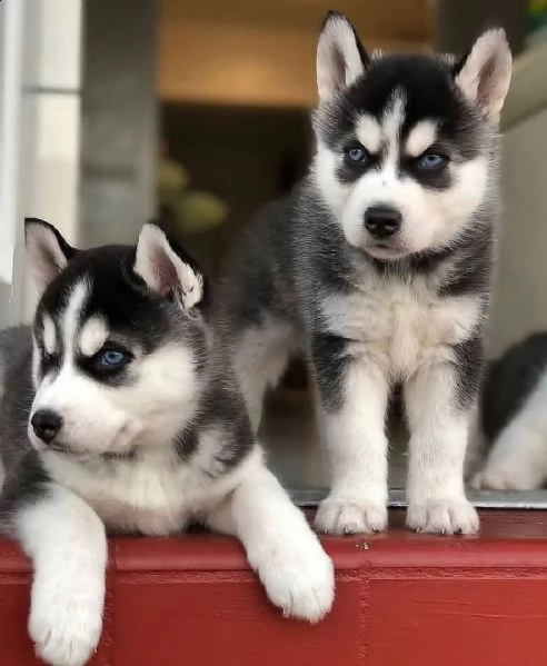 regalo cuccioli di razza siberiano husky consegna con il libretto sanitario,  il michrochip, vaccina