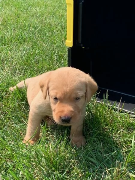 regalo golden retriver cuccioli