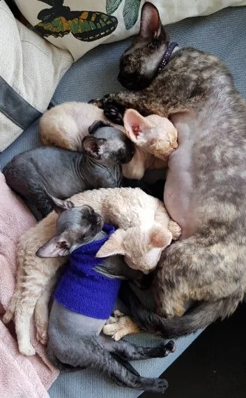 sphynx gattini maschi e femmine