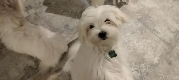 Maltese