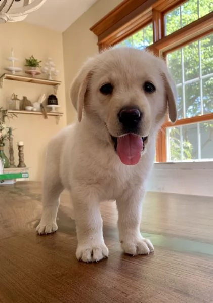 regalo golden retriver cuccioli