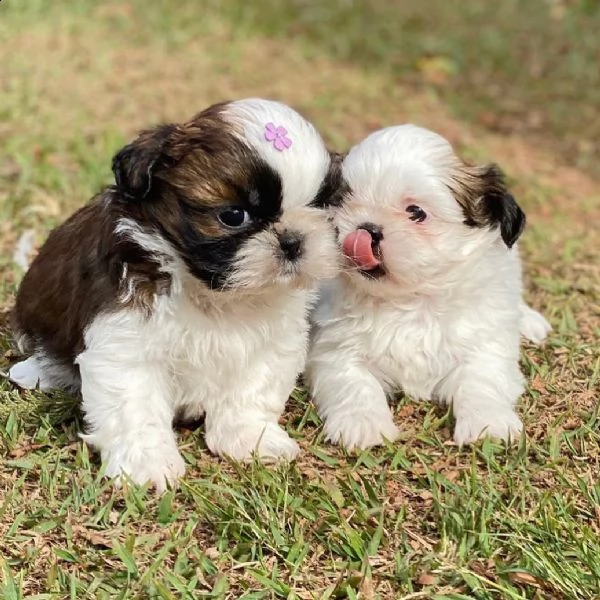 regalo cuccioli shih tzu avente : primi vaccini, passaporto, libretto sanitario, microchip. possibil