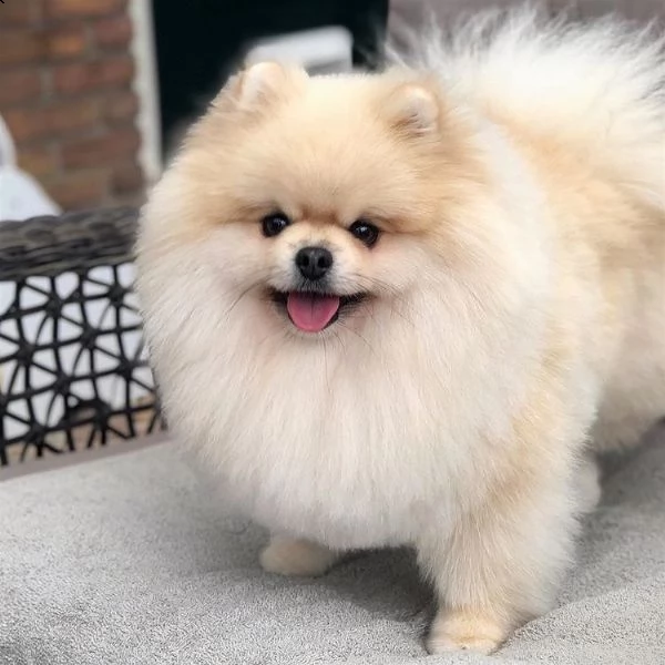 regalo cuccioli di volpino pomerania di 90 giorni nata e svezzata in ambiente familiare. viene munit