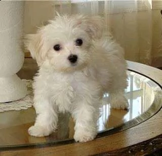 cucciolo maltese 