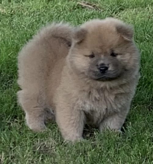 regalo cuccioli di chow chow