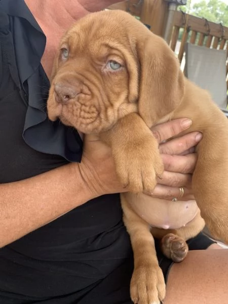 regalo bellissimi maschi e femmine dogue de bordeaux cuccioli