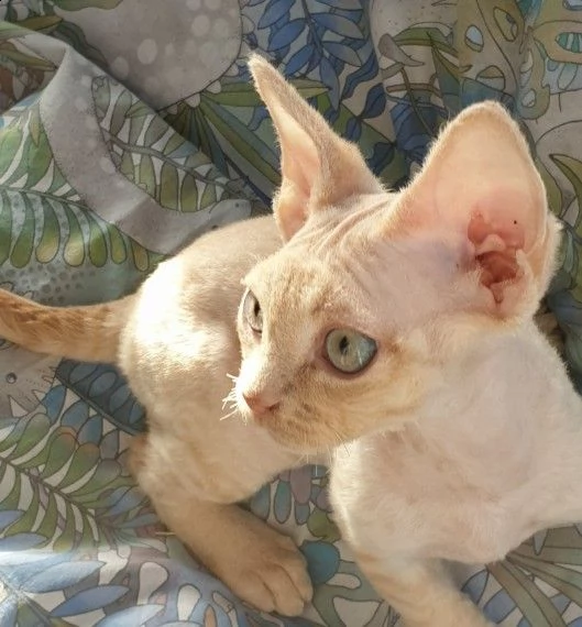 sphynx gattini maschi e femmine