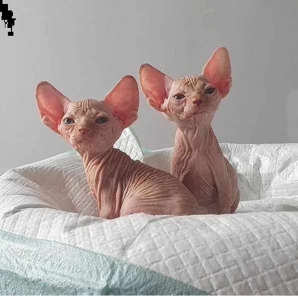 sphynx | Foto 1