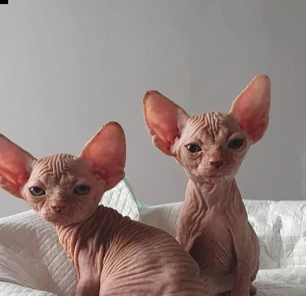 sphynx