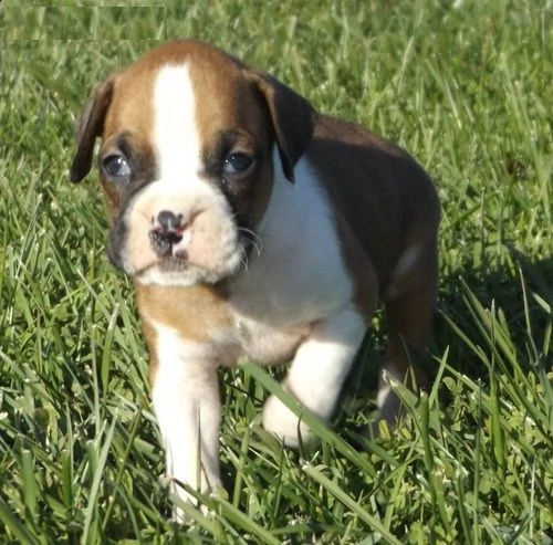 email : arwenbrades10[at]gmail[.com] adorabili cuccioli di boxer femminucce e maschietti disponibili per 