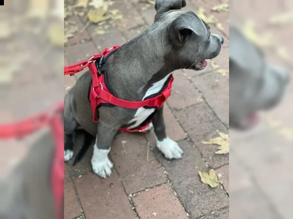 cucciolo di american staffordshire bull terrier