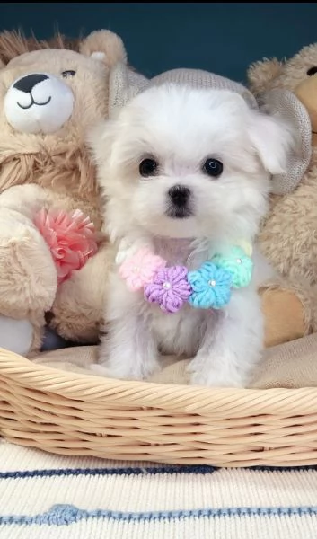 regalo adorabili cuccioli mini maltese  femminucce e maschietti gratuita 