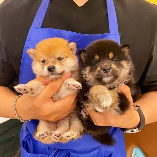 molto bella e molto sani cuccioli di shiba inu per regalo 