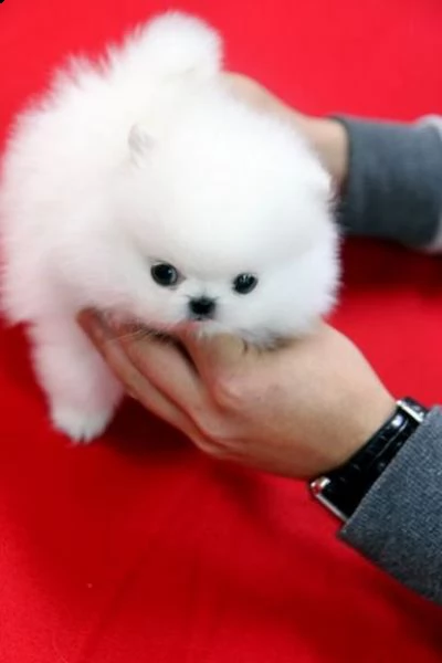 email : arwenbrades10[at]gmail[.com] adorabili cuccioli di pomerania femminucce e maschietti disponibili 