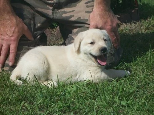 regalo golden retriver cuccioli