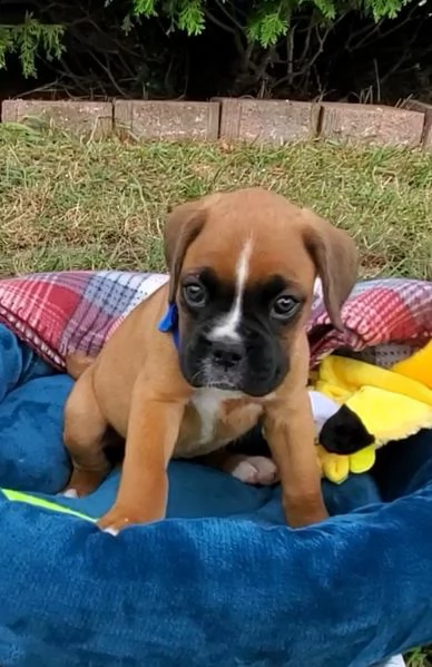 regalo estremamente carino cuccioli di boxer per l'adozione