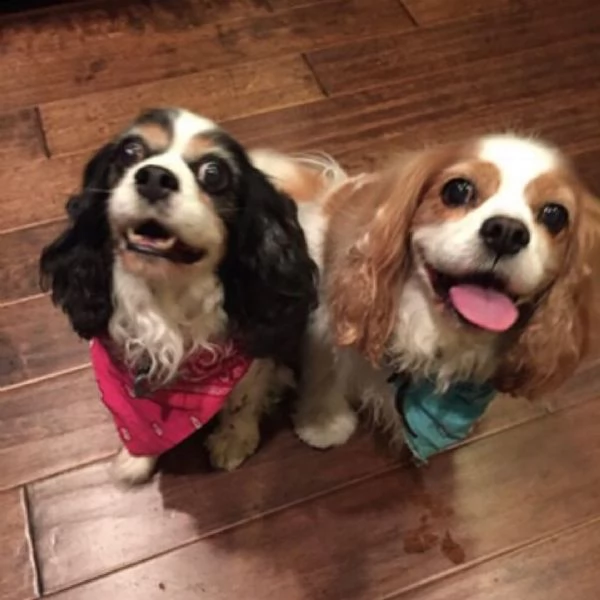 regalo cuccioli di razza cavalier king consegna con il libretto sanitario,  il michrochip, vaccinati