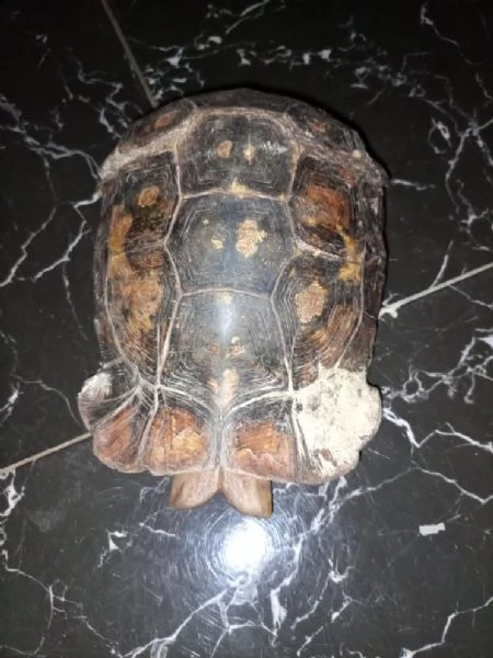 regalo grande tartaruga sulcata