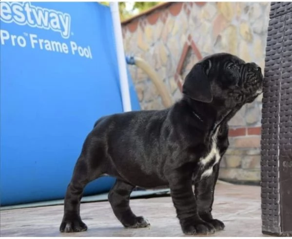  regalo neapolitan mastiff cuccioli meravigliosi ! 