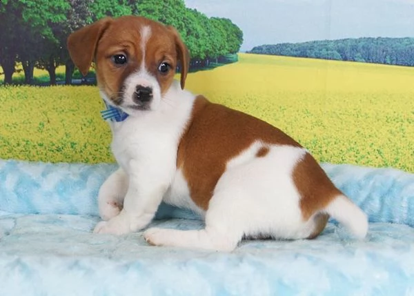 adorabili cuccioli di jack russell messi in adozione,