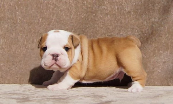  .bellissimi cuccioli bulldog inglese in adozione. sono molto sani, carini e pronti a unirsi a una n