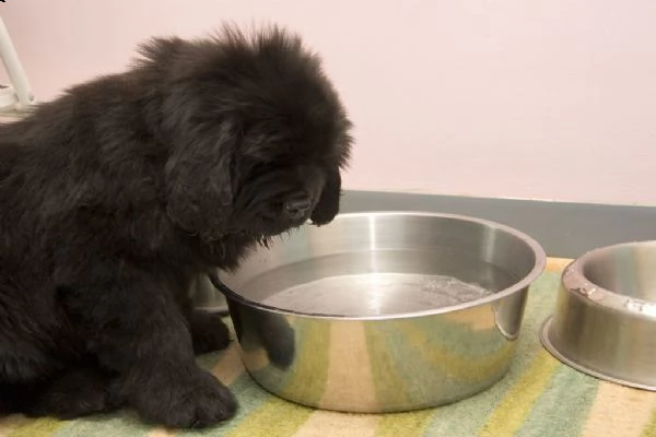 bellissimi cuccioli di terranova