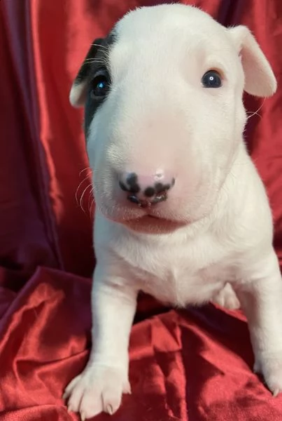 adorabili cuccioli di bull terrier  femminucce e maschietti disponibili per l'adozione gratuita