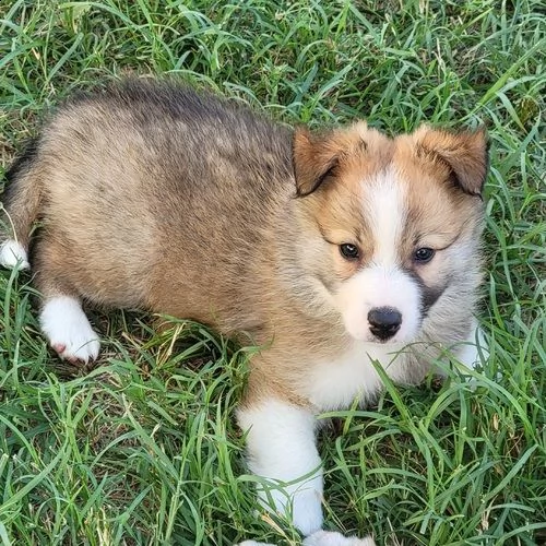 adorabili cuccioli di border collie femminucce e maschietti  disponibili per l'adozione gratuita 