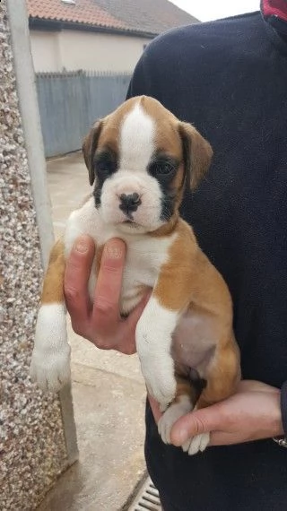  adorabili cuccioli di boxer  pronti per l'adozione