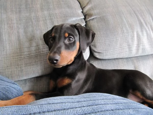 cuccioli di doberman maschio e femmina  | Foto 0