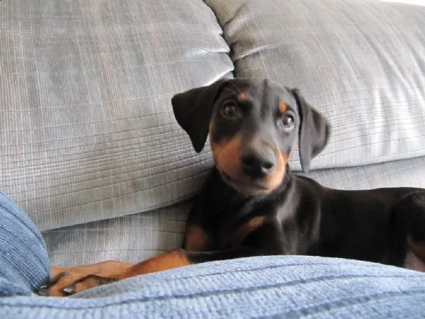 cuccioli di doberman maschio e femmina 