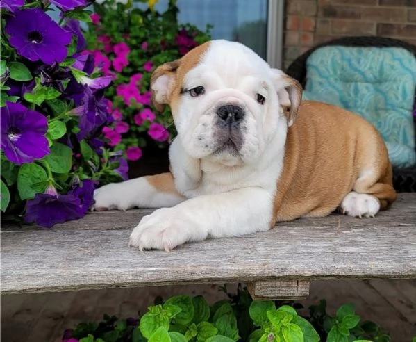 cuccioli inglese bulldog disponibili per adozione