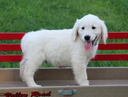 regalo golden retriver cuccioli