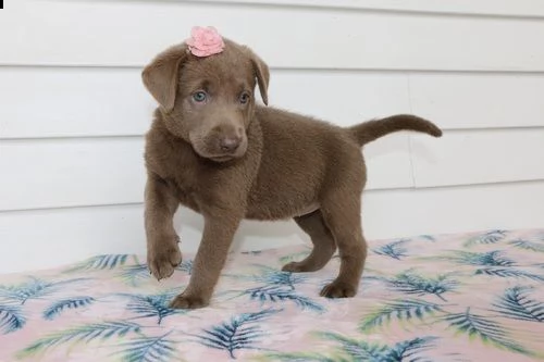 regalo bello labrador  cuccioli maschi e femmine