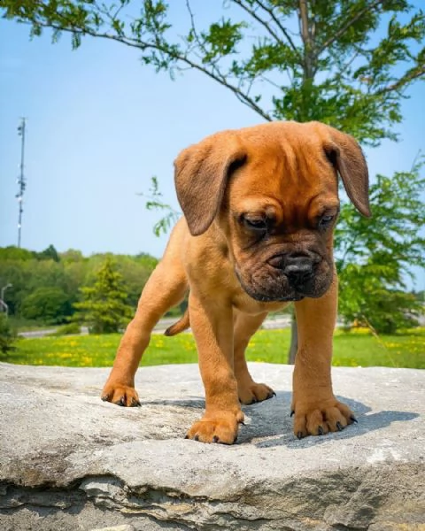 regalo cuccioli bullmastiff  adorabili cuccioli di bullmastiff femmine e maschi disponibili in adozi