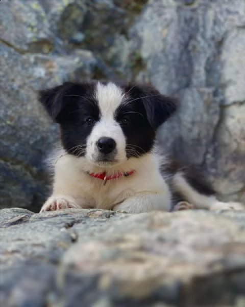 giocattolo di dimensioni regalo mini canile   border colie ho dei bellissimi cuccioli di border coli